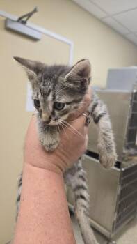 CATRICK SWAYZE -  Domestic Short Hair Cat Available for Adoption in Texas City, Texas - CATRICK SWAYZE | PetCurious