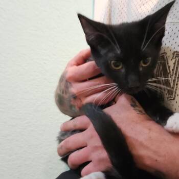 Noah -  Domestic Short Hair Cat for Adoption in Elverta, California - Noah | PetCurious