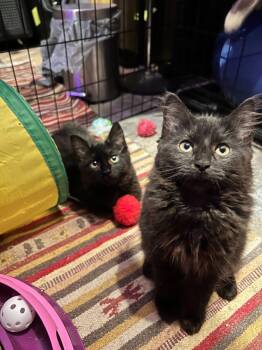 Rescue Domestic Medium Hair Cats for Adoption in Seattle, Washington - Hikaru And Kaoru | PetCurious