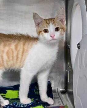Anode -  Domestic Short Hair Cat for Adoption in Cincinnati, Ohio - Anode | PetCurious