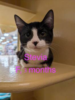 Stevia -  Tuxedo Cat for Adoption in Tucson, Arizona - Stevia | PetCurious