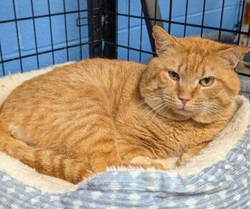 Garfield -  Domestic Short Hair Cat Available for Adoption in Ellijay, Georgia - Garfield | PetCurious