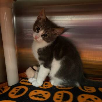 Clawd Wolf -  Domestic Short Hair Cat for Adoption in Keizer, Oregon - Clawd Wolf | PetCurious