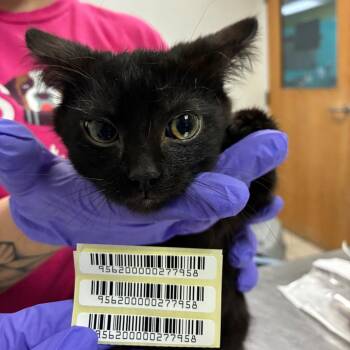 Vesper -  Domestic Medium Hair Cat for Adoption in Charleston, West Virginia - Vesper | PetCurious