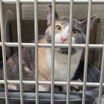 Domestic Short Hair Cats Available for Adoption in Anchorage, Alaska - MOJITO | PetCurious