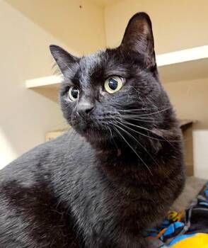 Softie Flower Snuggles -  Domestic Medium Hair Cat for Adoption in Bloomington, Indiana - Softie Flower Snuggles | PetCurious