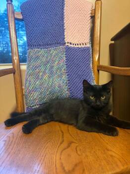 Coleslaw -  Domestic Medium Hair Cat for Adoption in Belchertown, Massachusetts - Coleslaw | PetCurious