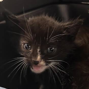 Julien -  Domestic Short Hair Cat for Adoption in West Palm Beach, Florida - Julien | PetCurious