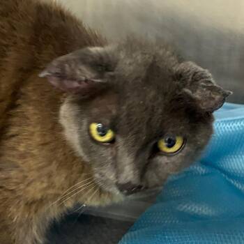Church -  Domestic Short Hair Cat for Adoption in Bronson, Florida - Church | PetCurious