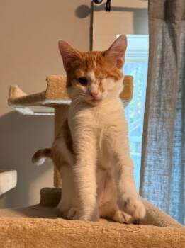 Rescue Domestic Short Hair Cats for Adoption in Newnan, Georgia - Bentley | PetCurious