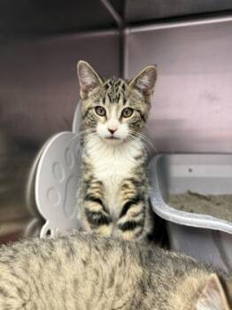 Domestic Short Hair Cats Available for Adoption - Lobster Bisque | PetCurious