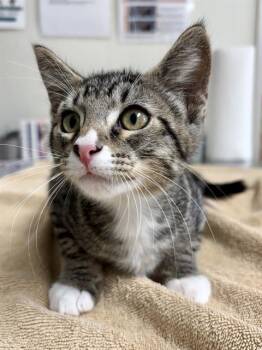 Domestic Short Hair Cats Available for Adoption in San Antonio, Texas - WILDFLOWER | PetCurious