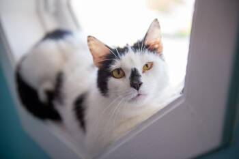 Domestic Short Hair Cats Available for Adoption in Norristown, Pennsylvania - Frenchie | PetCurious