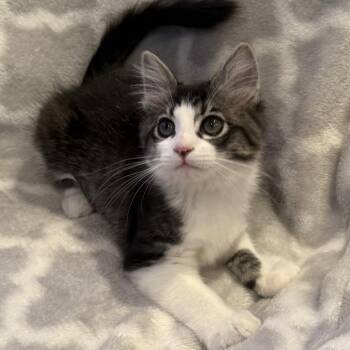 Bubbles -  Domestic Short Hair Cat for Adoption in Las Vegas, Nevada - Bubbles | PetCurious