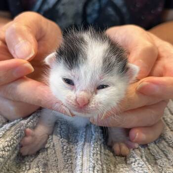 Domestic Short Hair Cats Available for Adoption in Houston, Texas - Eve | PetCurious