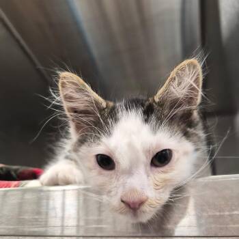 Snoop -  Domestic Long Hair Cat for Adoption in Bentonville, Arkansas - Snoop | PetCurious