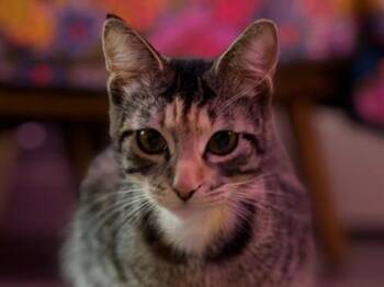 Domestic Short Hair Cats Available for Adoption in Portland, Oregon - Bb Gurr | PetCurious