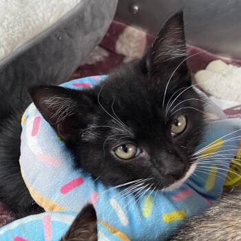Domestic Short Hair Cats Available for Adoption in Wilmington, Delaware - Paramount | PetCurious
