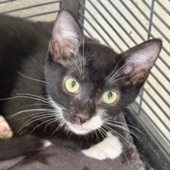 Magic -  Domestic Short Hair Cat Available for Adoption in NEW PT RICHEY, Florida - Magic | PetCurious