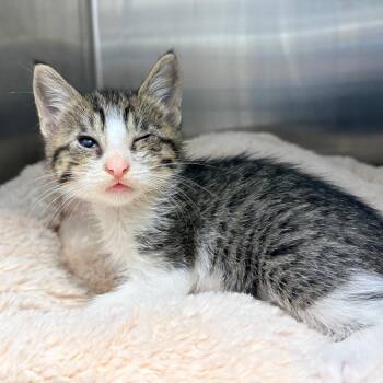 Rose -  Domestic Short Hair Cat for Adoption in West Palm Beach, Florida - Rose | PetCurious