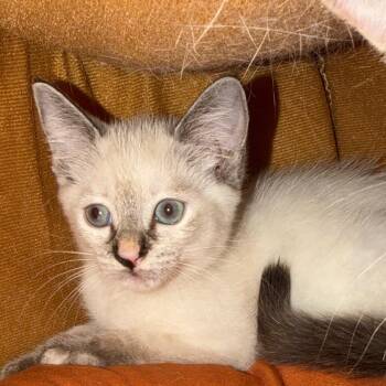 Domestic Short Hair Cats Available for Adoption in Port Charlotte, Florida - Vixen | PetCurious