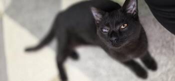 Domestic Short Hair Cats Available for Adoption in Hartville, Ohio - Sly | PetCurious