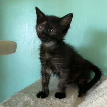 Domestic Short Hair Cats Available for Adoption in Eagle Mountain, Utah - Pebbles Valdez | PetCurious
