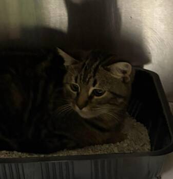Americano -  Domestic Short Hair Cat for Adoption in Springfield, Georgia - Americano | PetCurious