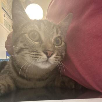 Gio -  Domestic Short Hair Cat for Adoption in Tulsa, Oklahoma - Gio | PetCurious