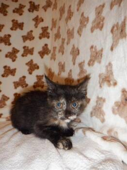 XENA -  Domestic Short Hair Cat for Adoption in San Jose, California - XENA | PetCurious