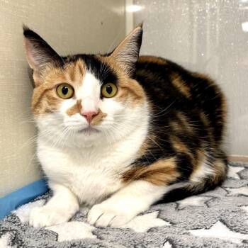 Domestic Short Hair Cats Available for Adoption in Sunnyvale, California - Misu | PetCurious
