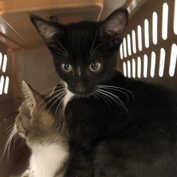 OPAC6891/Cicada -  Domestic Short Hair Cat for Adoption in Oak Park, Illinois - OPAC6891/Cicada | PetCurious