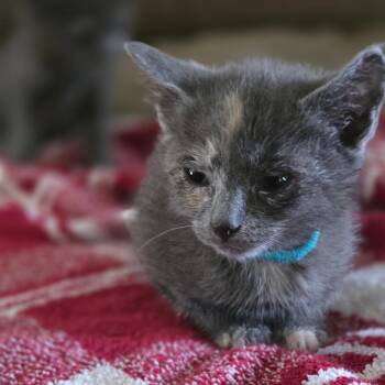 Oral-B -  Domestic Short Hair Cat for Adoption in Newberg, Oregon - Oral-B | PetCurious