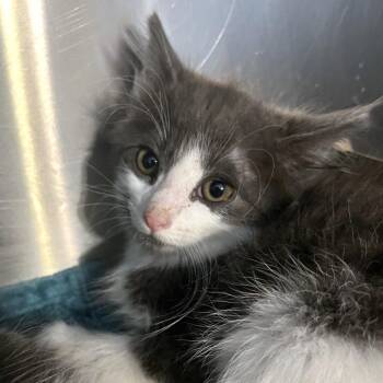 Jerry -  Domestic Medium Hair Cat for Adoption in Belleville, Illinois - Jerry | PetCurious