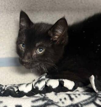 Shadow -  Domestic Short Hair Cat for Adoption in Bowling Green, Kentucky - Shadow | PetCurious