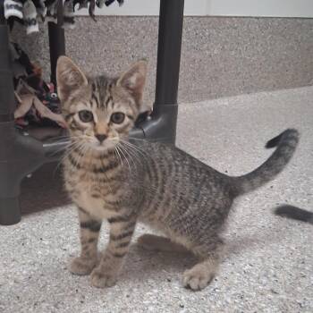 Hickory -  Domestic Short Hair Cat for Adoption in Detroit Lakes, Minnesota - Hickory | PetCurious