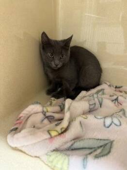 Zuzu -  Domestic Short Hair Cat for Adoption in Pequot Lakes, Minnesota - Zuzu | PetCurious