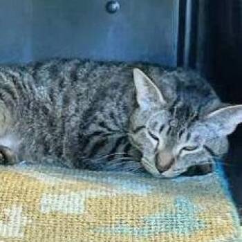 Domestic Short Hair Cats Available for Adoption in Fernandina Beach, Florida - HUTCH | PetCurious