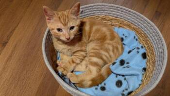 Gizmo -  Domestic Short Hair Cat for Adoption in Bethel Park, Pennsylvania - Gizmo | PetCurious