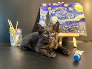 Domestic Short Hair Cats Available for Adoption in Vacaville, California - Vincent Cat Gogh | PetCurious