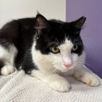 Moonpie -  Domestic Medium Hair Cat for Adoption in Englewood, Florida - Moonpie | PetCurious