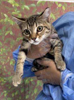 CHERRY -  Domestic Short Hair Cat for Adoption in San Antonio, Texas - CHERRY | PetCurious