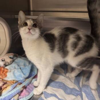 Fauna 29861 -  Domestic Medium Hair Cat for Adoption in Middleburg, Florida - Fauna 29861 | PetCurious