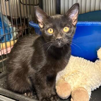 Ninja -  Domestic Short Hair Cat for Adoption in Saginaw, Michigan - Ninja | PetCurious
