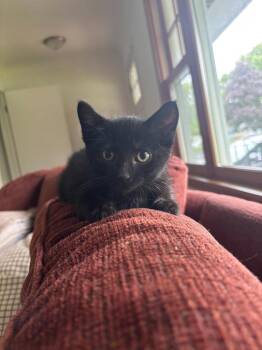 Noah / Ark -  Domestic Short Hair Cat for Adoption in Minneapolis, Minnesota - Noah / Ark | PetCurious