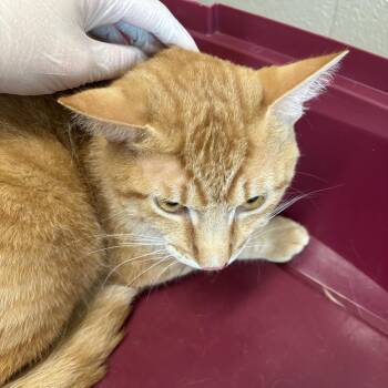 Sonny -  Domestic Short Hair Cat for Adoption in Council Bluffs, Iowa - Sonny | PetCurious
