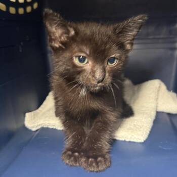 Little Bit -  Domestic Short Hair Cat for Adoption in Saint Charles, Missouri - Little Bit | PetCurious