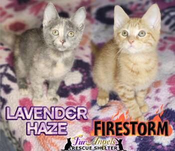 Lavenderhaze & Firestorm -  Domestic Short Hair Cat for Adoption in Ottawa Hills, Ohio - Lavenderhaze & Firestorm | PetCurious