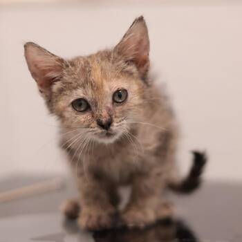 Baby Bunny *ringworm* -  Domestic Short Hair Cat for Adoption in Philadelphia, Pennsylvania - Baby Bunny *ringworm* | PetCurious