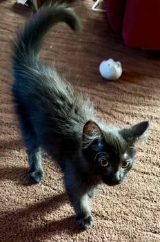 Pitch (foster-raised) -  Domestic Long Hair Cat for Adoption in Lacon, Illinois - Pitch (foster-raised) | PetCurious